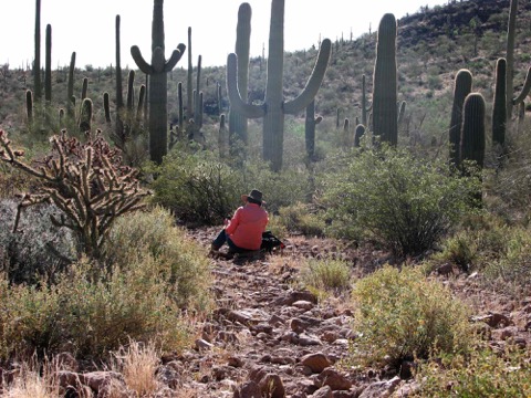Sitting with saguaro cacti