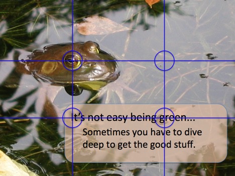 Frog in pond